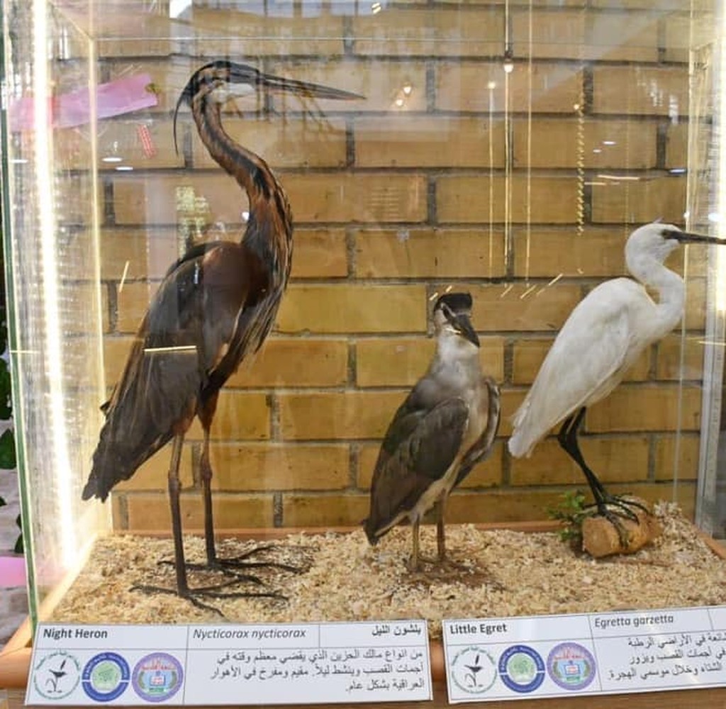 متحف التاريخ الطبيعي