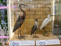 متحف التاريخ الطبيعي - صورة 2